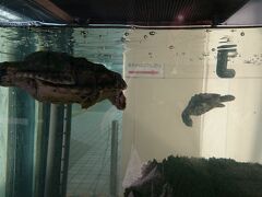 伊豆急下田に着くとカメが迎えてくれます。