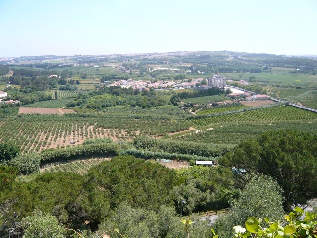 オリーブとブドウ畑が広がっています。