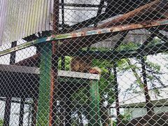 天守閣を下り小田原城址公園内へ。
小田原動物園...動物園？猿しかいねぇ...。