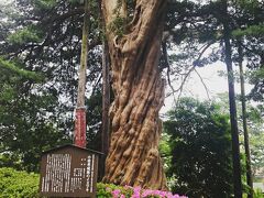 小田原市の天然記念物に指定されている小田原城跡のイヌマキ。グルグルである。
図らずもパワースポットに来てしまう俺。みなぎるぅぅ〜（プラシーボ）