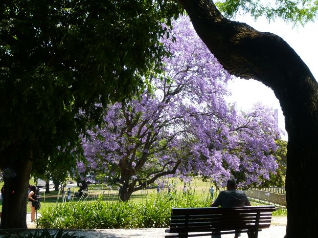 ジャカランタの花がとってもきれい。<br />あちこちに咲いていました。