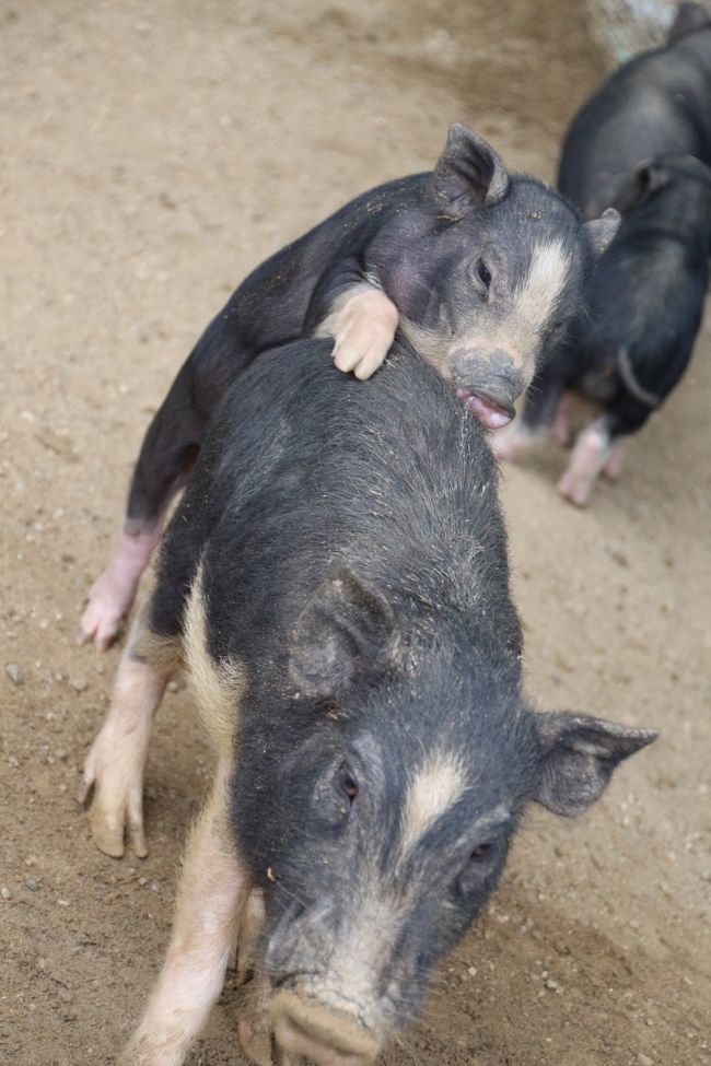 ２泊２日の関西遠征 レッサーパンダのキャラ メル兄弟に会いたくて大阪 天王寺と京都 福知山へ ８ 福知山編 きさくでアットホームな飼育員さんたちがいる動物園 手のひらサイズのミニブタっ子や園長さんが育てたシロテテナガザルのモモタくんなど 福知山 京都 の