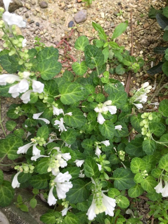 おまけ・枚数が多いのに、すみません。ろこままさん、我が家の白のタツナミソウです。