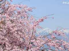 2日目。まずは松本市内にある弘法山古墳へ。
3世紀末〜4世紀初頭の前方後円墳らしく、この古墳を取り巻くように咲き誇る桜はわりと有名な桜スポットみたい。