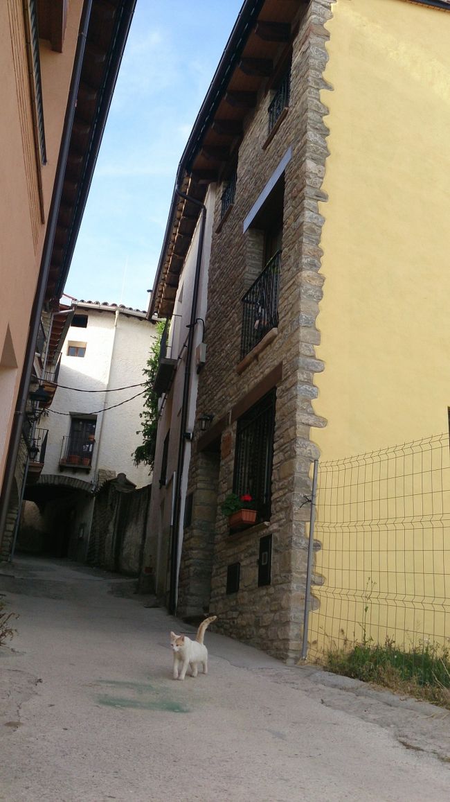 たまに見かけるのは、猫か放し飼いの犬