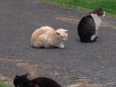 サザンゲートブリッジを渡り人工島に向かうと、聞いていた通り猫がいっぱい。
人間の勝手で捨てられた猫たち。ボランティアさんが必死に支えているようです。今後、この人工島に人口ビーチが開設されるとのことですが、その時この猫たちはどうなってしまうのだろう。