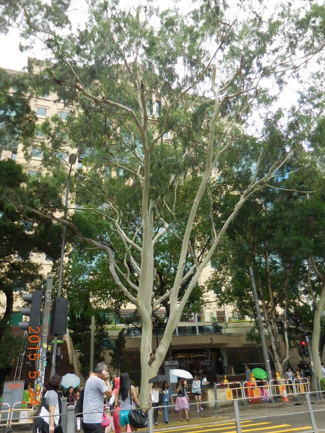 とても大きな木が印象的です