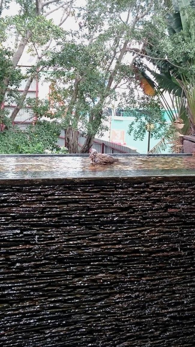 ペニンシュラのマンゴープリンを買いに行こうとお出かけ。<br />大通りまでの、ホテル敷地内の通路で、<br />水浴びしてました。気持ちよさそうです。<br />暑いもんね。