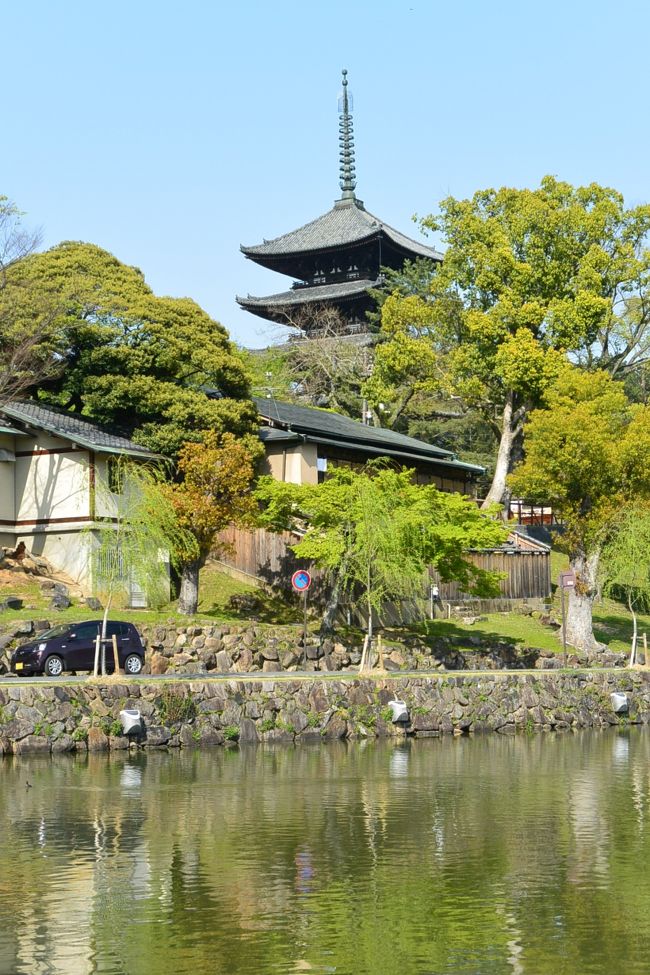 猿沢池に到着！