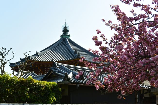 八重桜が少し残っていました。