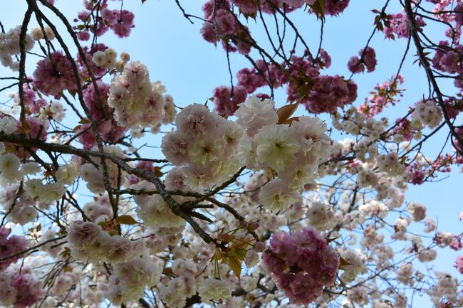 皆さんに混ざって、しばし桜の撮影を楽しみました。