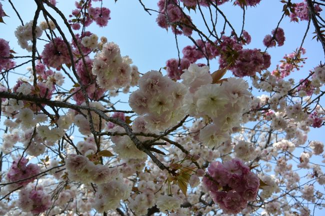 皆さんに混ざって、しばし桜の撮影中。