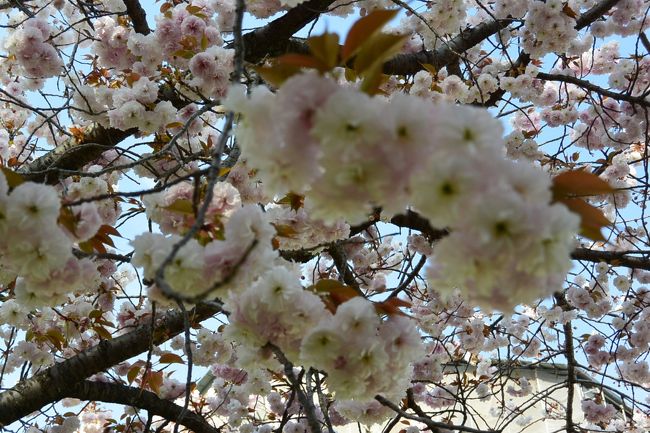 皆さんに混ざって、しばし桜の撮影中。