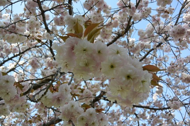 皆さんに混ざって、しばし桜の撮影中。