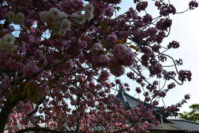 皆さんに混ざって、しばし桜の撮影中。