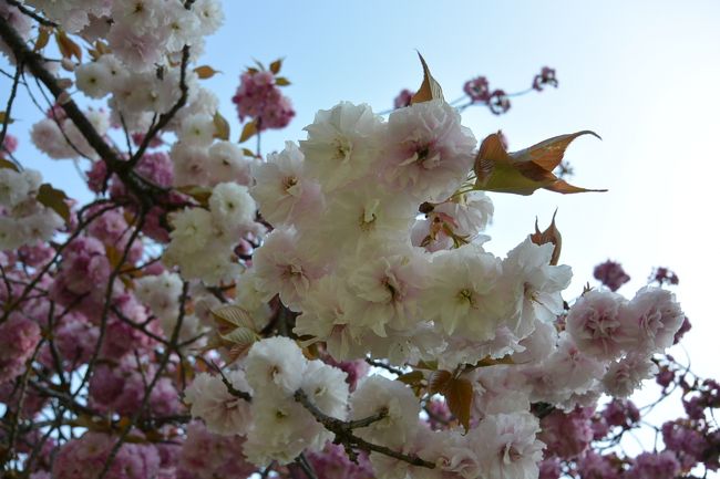皆さんに混ざって、しばし桜の撮影中。