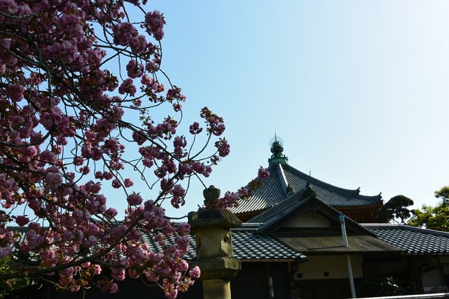 皆さんに混ざって、しばし桜の撮影中。