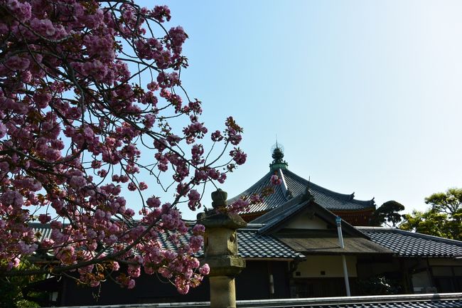 皆さんに混ざって、しばし桜の撮影中。