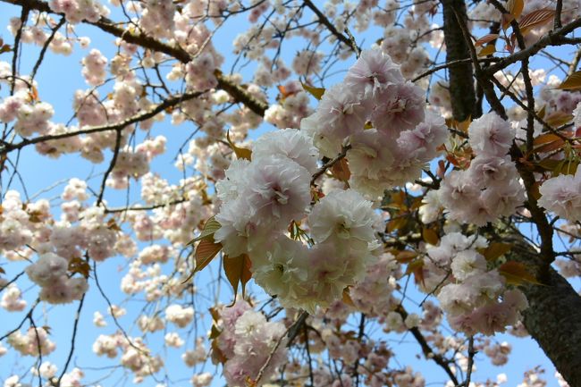 皆さんに混ざって、しばし桜の撮影中。