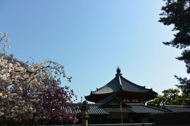 皆さんに混ざって、しばし桜の撮影中。