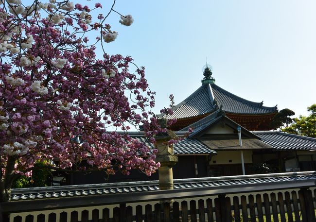 皆さんに混ざって、しばし桜の撮影中。