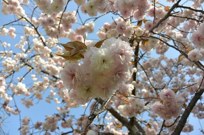皆さんに混ざって、しばし桜の撮影中。