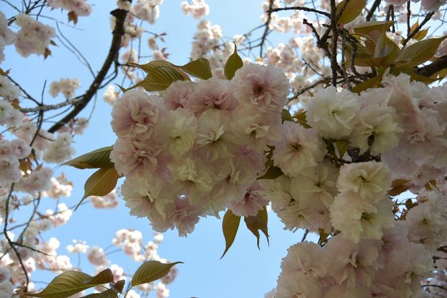 皆さんに混ざって、しばし桜の撮影中。