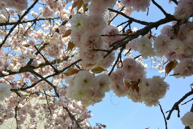 皆さんに混ざって、しばし桜の撮影中。