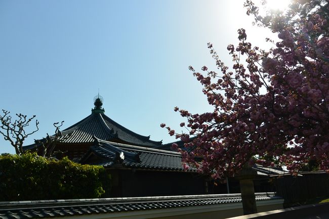 皆さんに混ざって、しばし桜の撮影中。