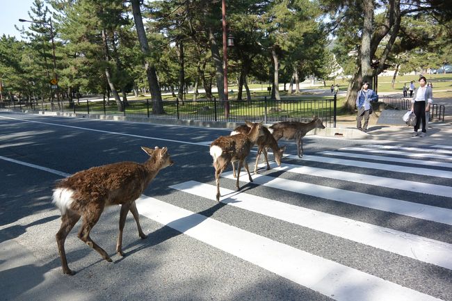 並んで横断歩道を渡る鹿さんたち。