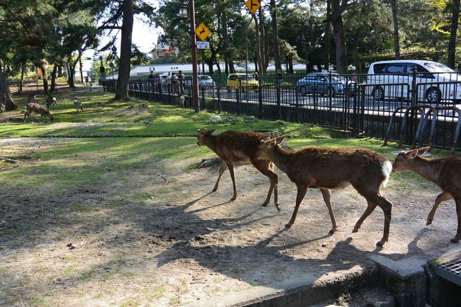 集団で移動中の鹿さんたち。