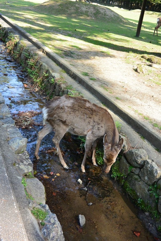 水分補給中の鹿さん。