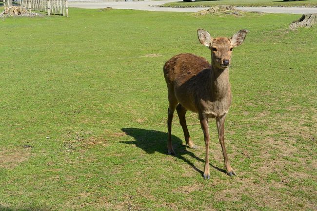 だんなと落ち合ってから鹿さん撮影するはずだったけど、どんどん現れるので撮影開始しちゃいました。