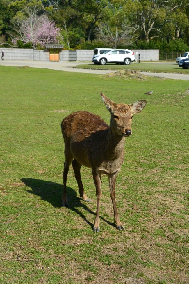 じっとこちらを見ている鹿さん。