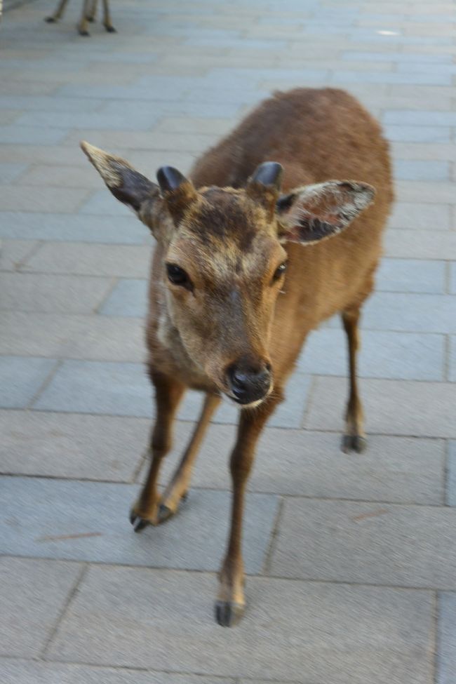 動きの速い鹿さん。