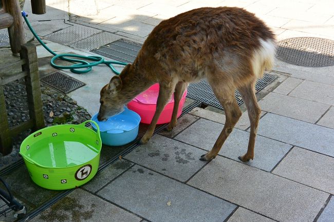 緑のバケツに貼ってある鹿さんステッカーがかわいかったので、帰りに買って帰りました。