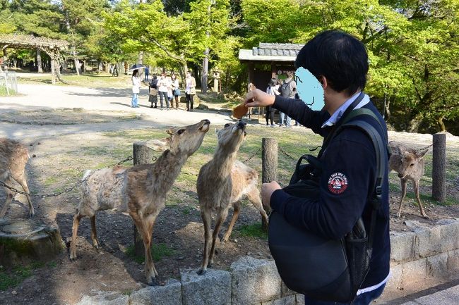 別行動していたダンナと合流。さっそく鹿にえさやりをしていました。