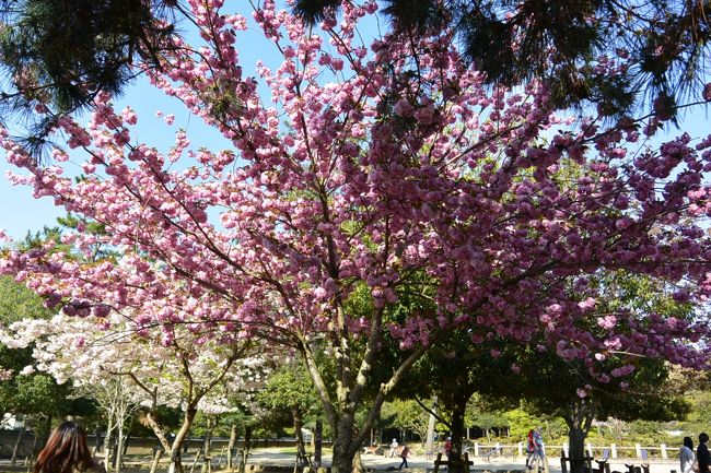 こちらにも八重桜が残っていました。