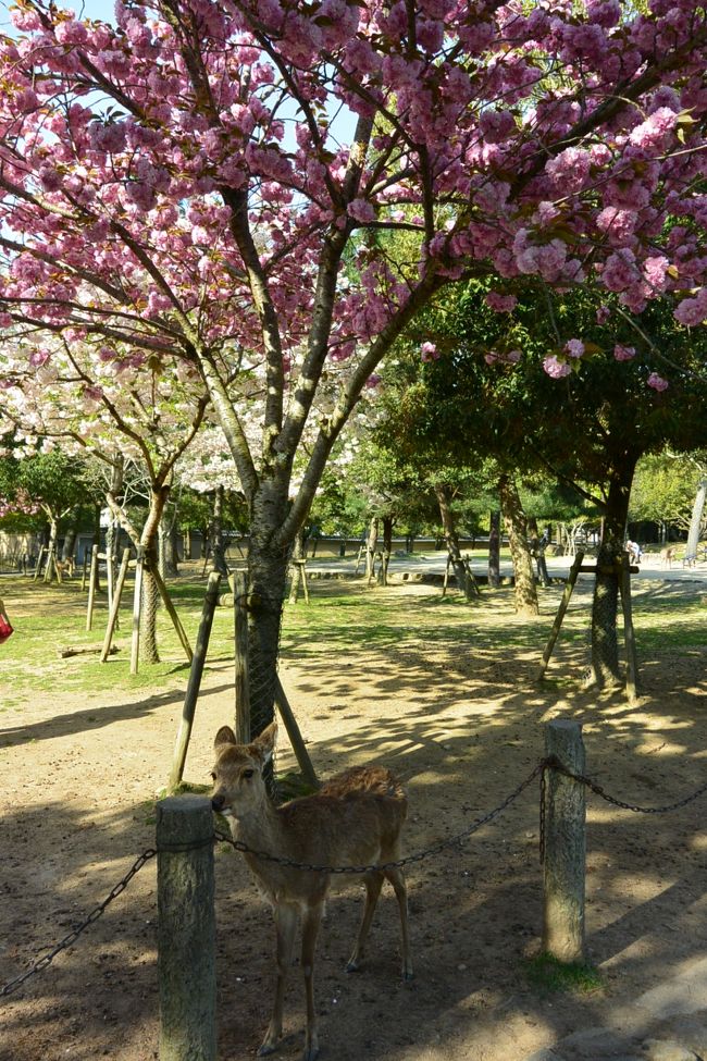 桜と鹿さん