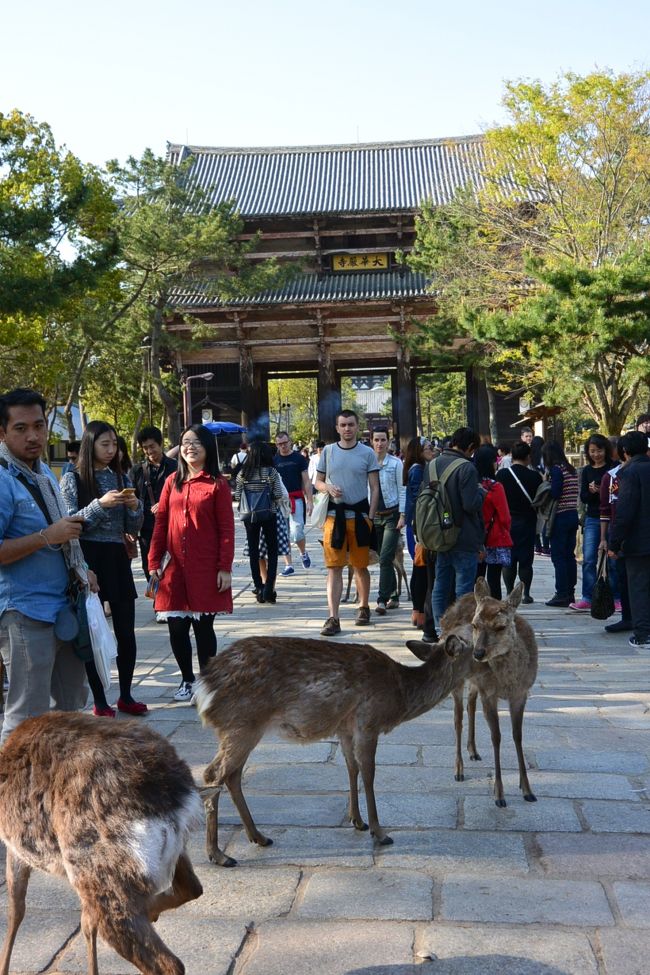 東大寺南大門<br /><br />外国人観光客に大人気の鹿さんたち。