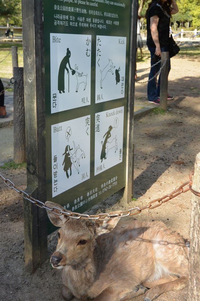 鹿の注意書きと鹿さん。