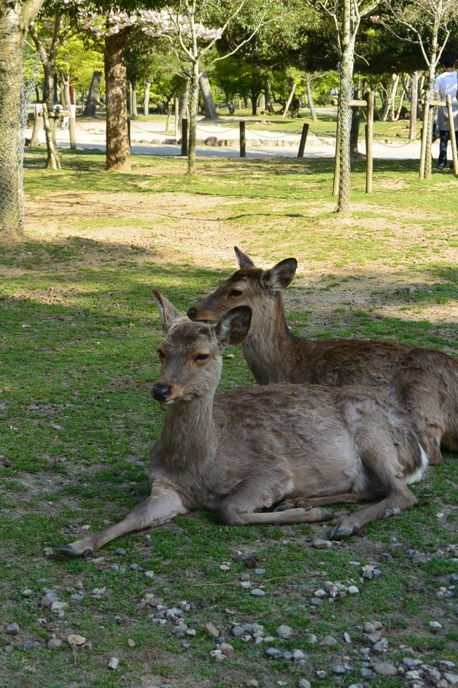 まったり鹿さん。