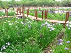 橋を渡るとすぐに花菖蒲園がありました。
