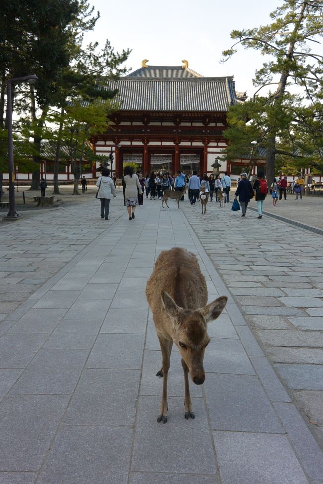 東大寺中門と鹿さん