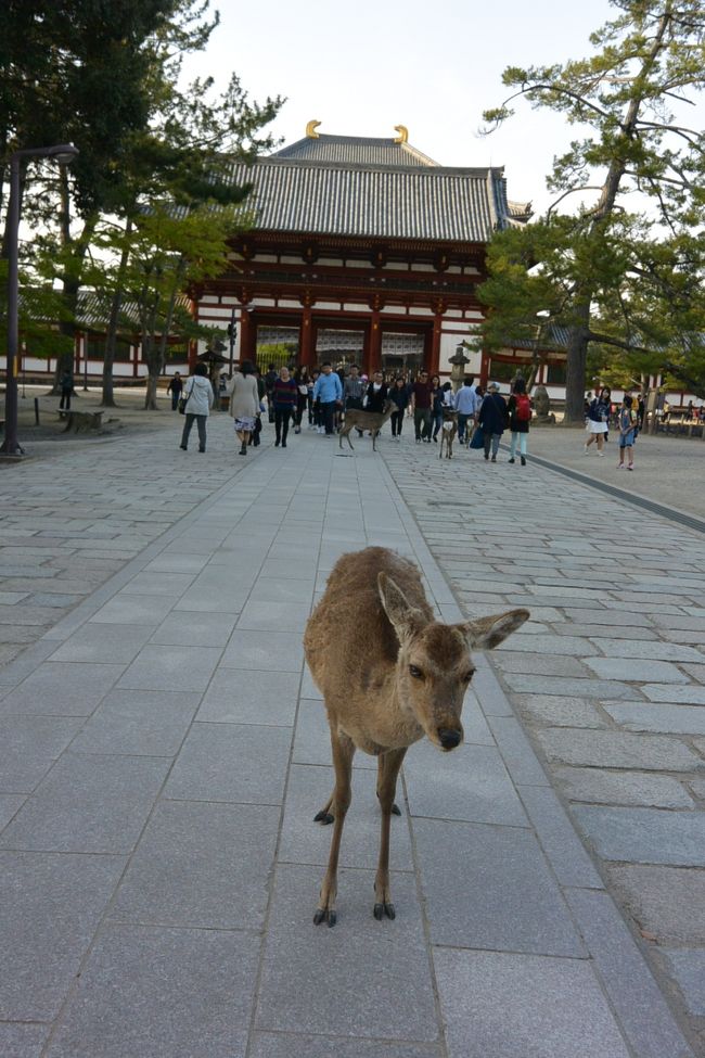 東大寺中門と鹿さん
