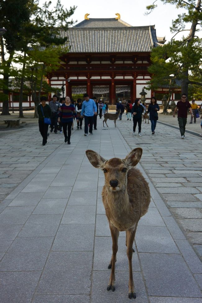 表紙の鹿さん。