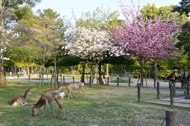 桜と鹿さんたち。