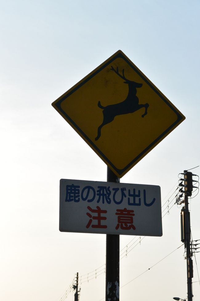 鹿の飛び出し注意