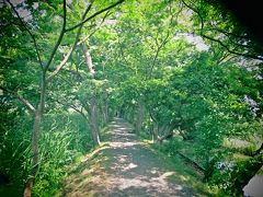 この浮野がある地域【浮野の里】は埼玉県の指定天然記念物に指定された土地で、浮野の里の真ん中には小さな花菖蒲園があり、この時期はあやめが咲いている。

自転車を降り、あやめに会いにクヌギ並木散歩道を歩き出す。

