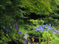 ラベンダー山はしらさぎ公園と隣接していて公園内には季節の花の紫陽花。